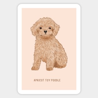 cute apricot toy poodle puppy Sticker